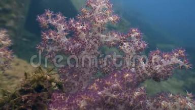 菲律宾野生动物海洋中的软珊瑚。